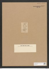 Diatomeae indet. Zeichnungen Sammlung Grunow Nr. 3770 (NHMW-BOT-W0371432)
